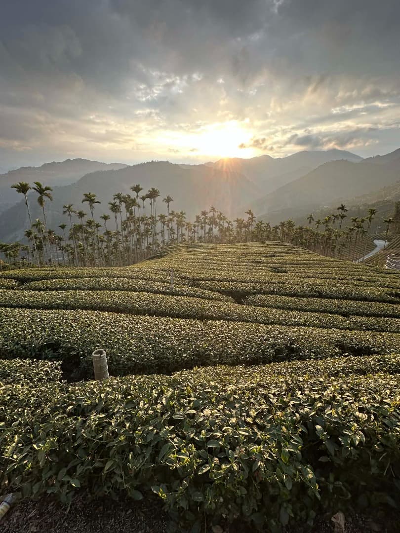 Nantou Tea Artistry: A Deep Dive into Taiwan's Tea Heritage
